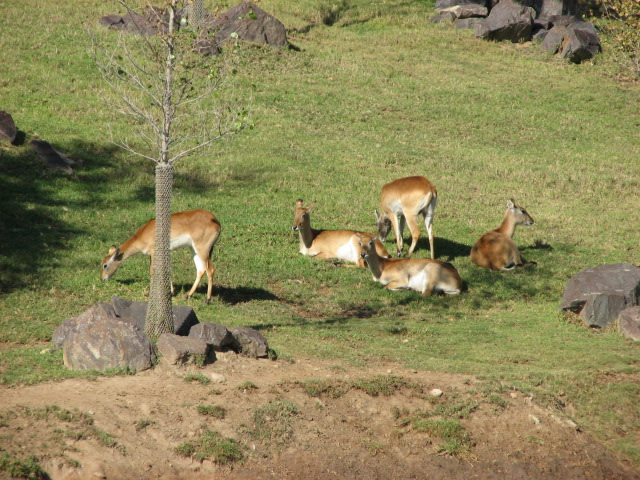 African Forest - Zambezi Lechwe