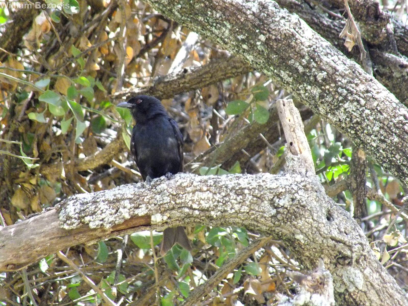 African (Fork-tailed) Drongo