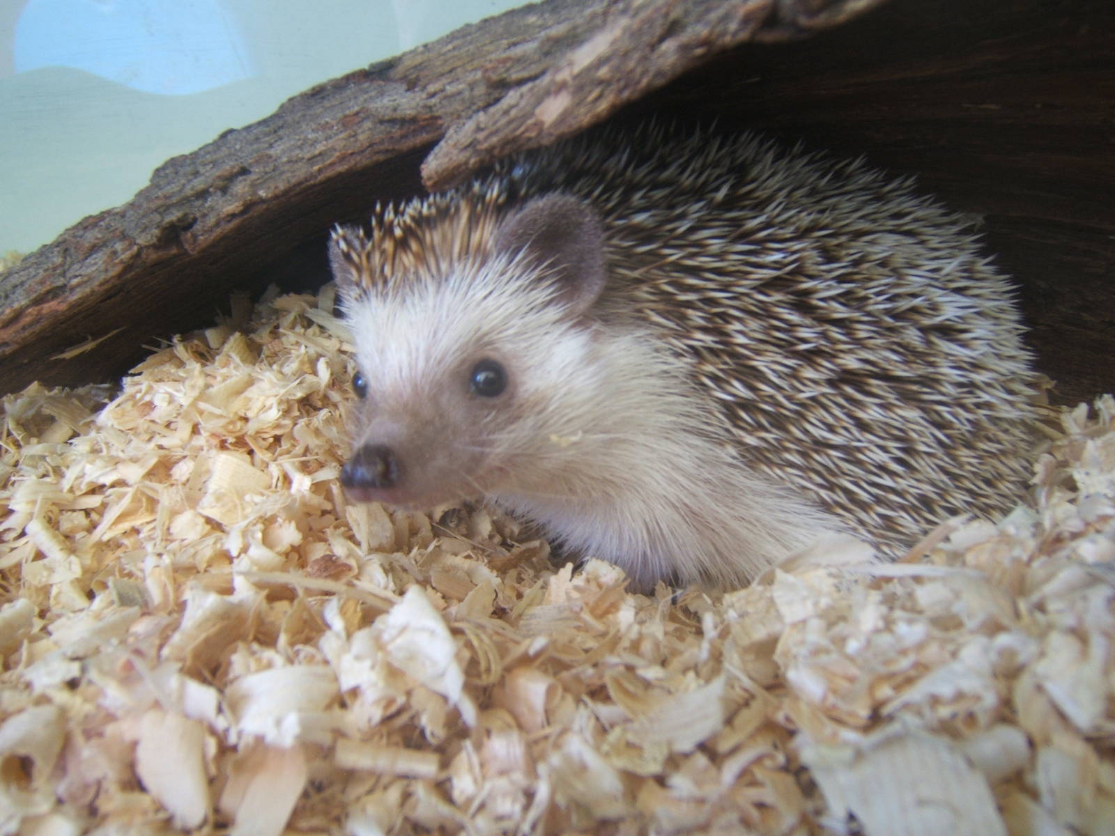 African Four-toed Hedgehog