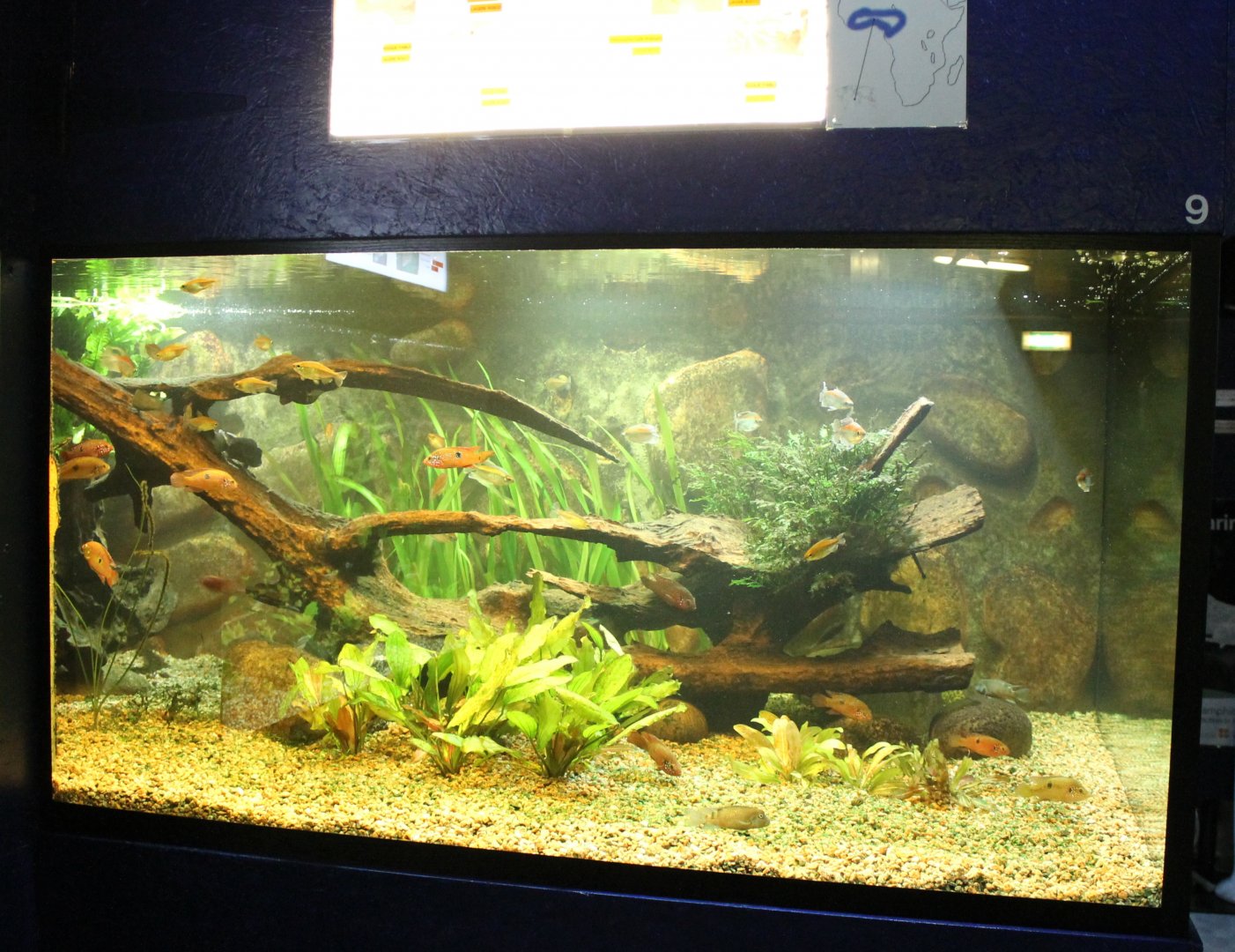 African Freshwater Aquarium