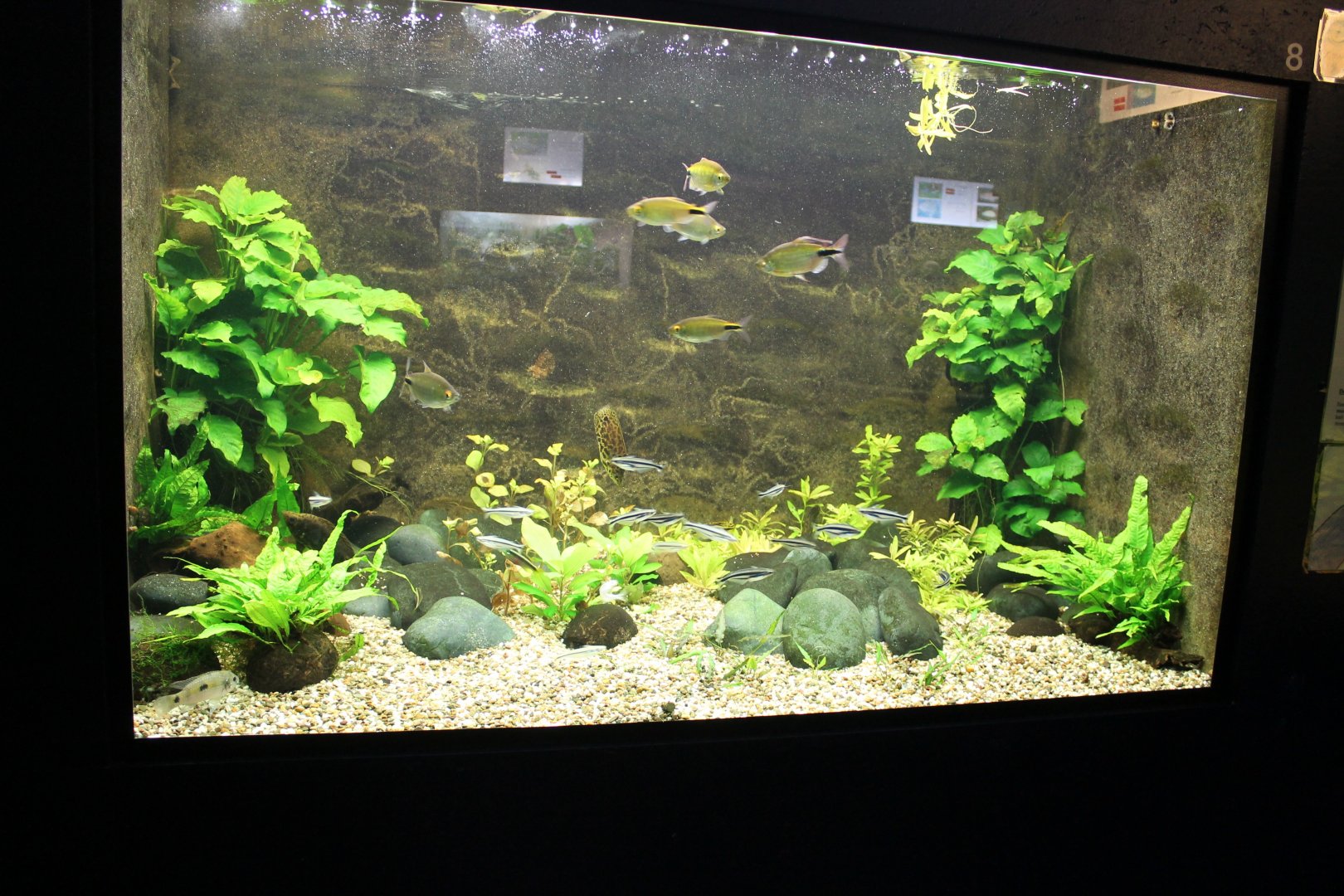 African Freshwater Aquarium