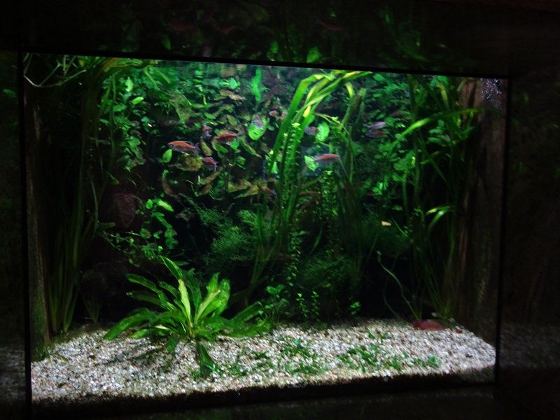 African freshwater aquarium