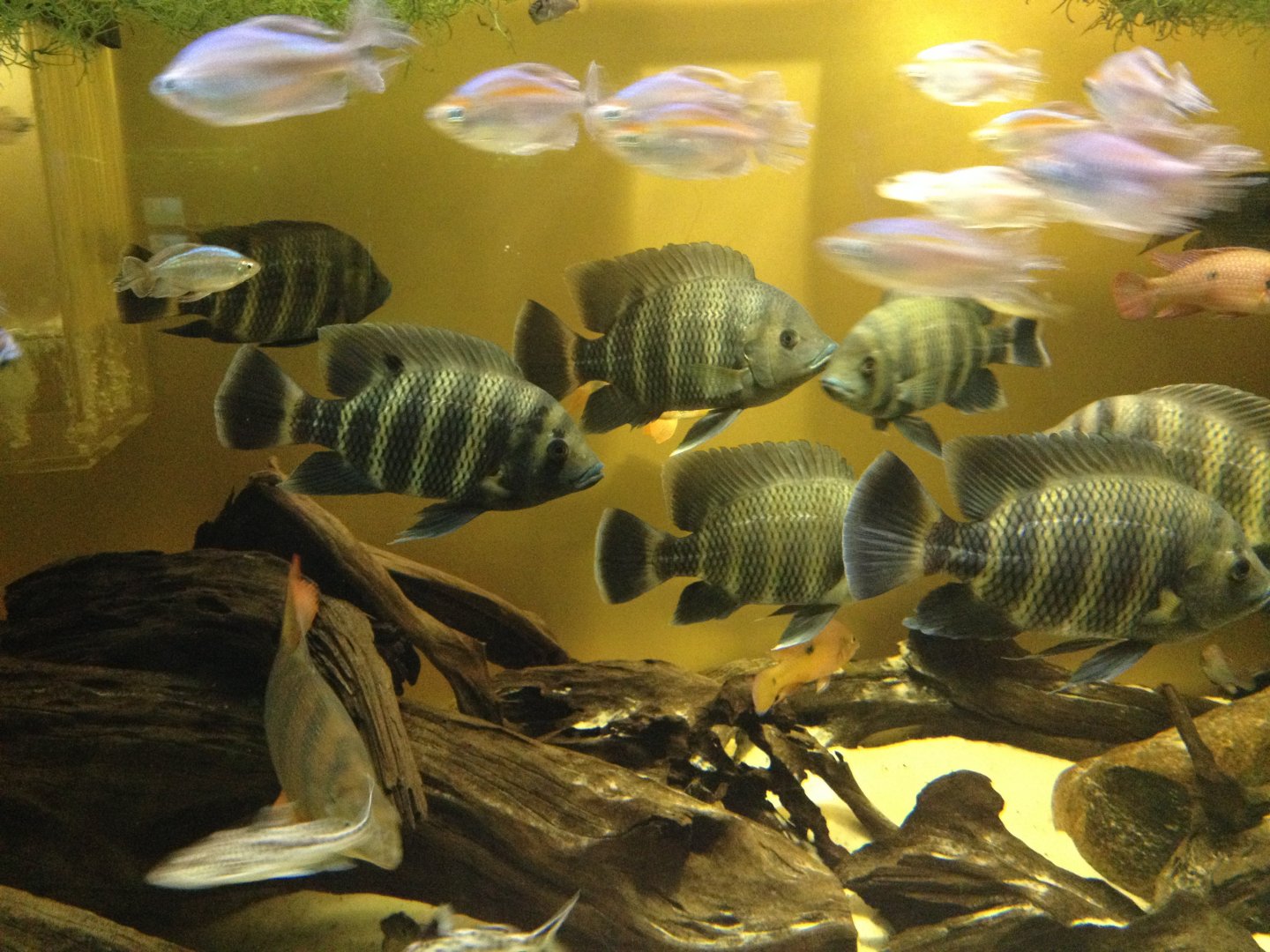 African freshwater fishes