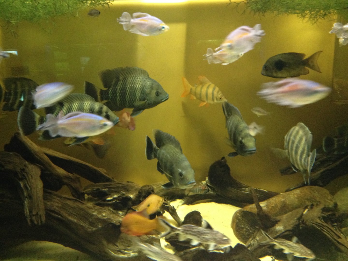 African freshwater fishes