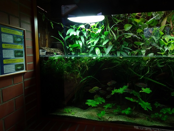 African freshwater tank (species in description) (07/22)