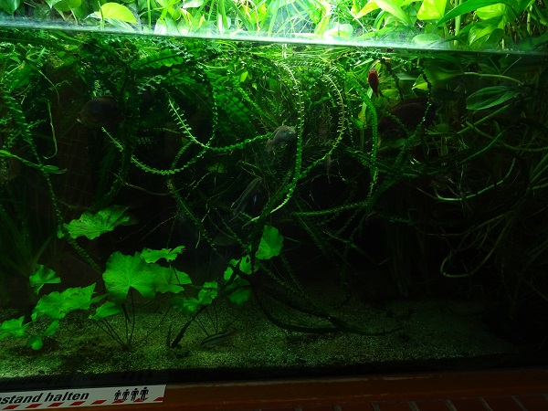 African freshwater tank (species in description) (07/22)