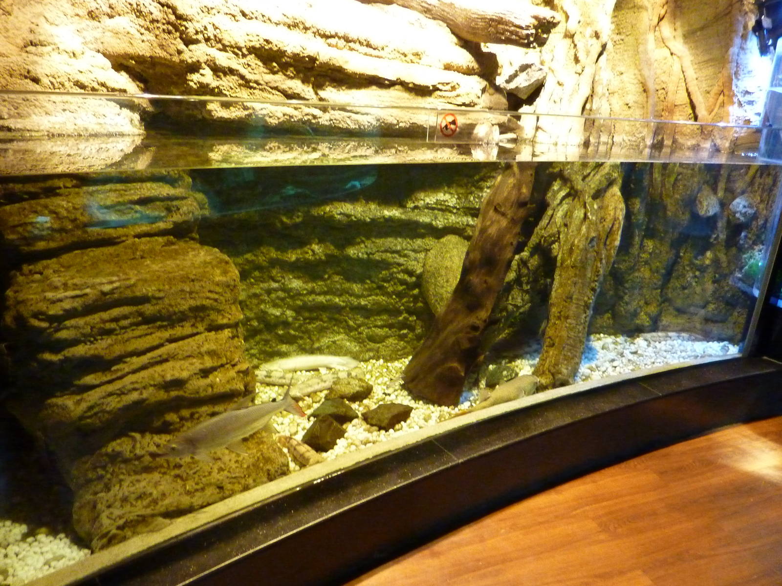 African freshwater tank