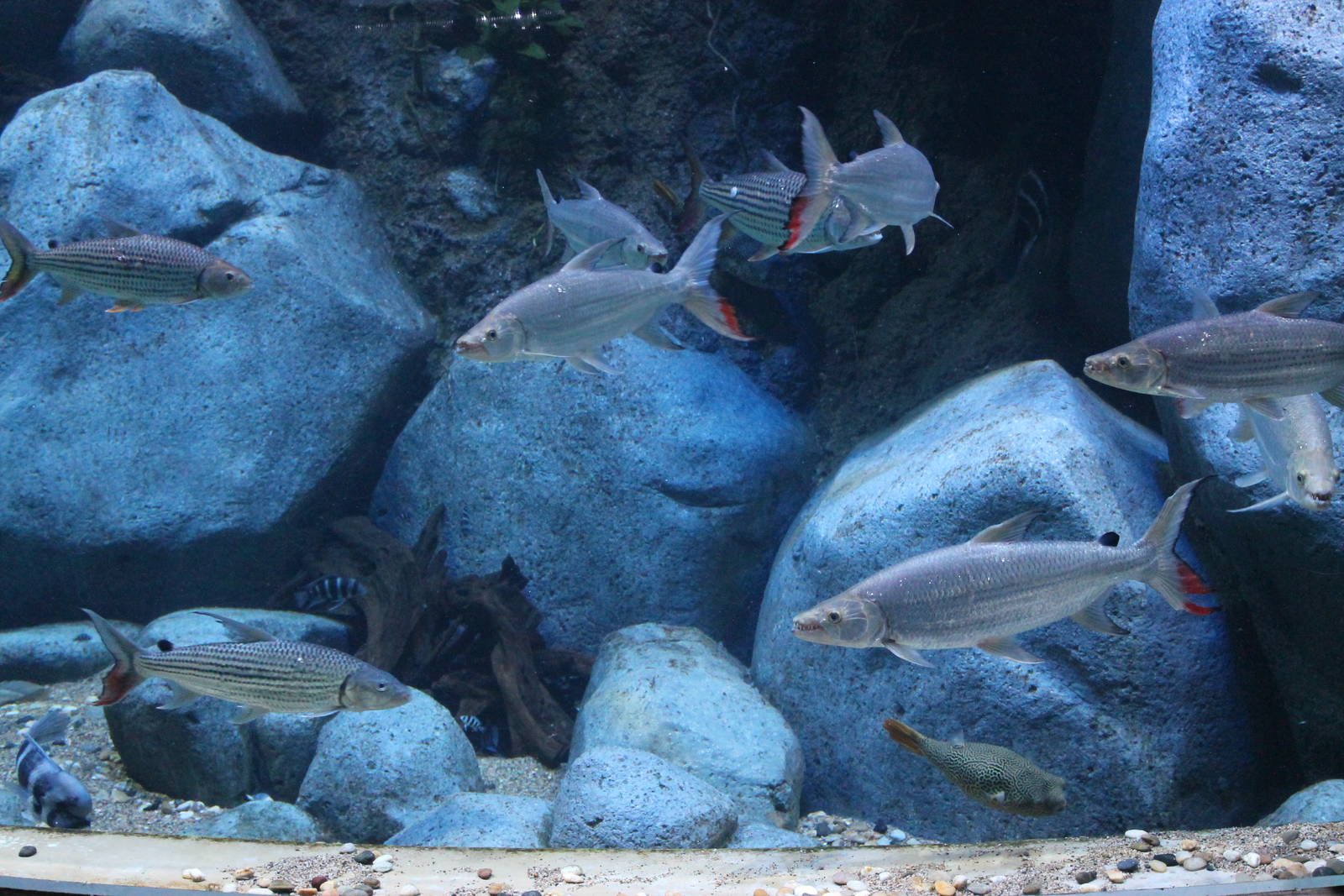 African freshwater tank