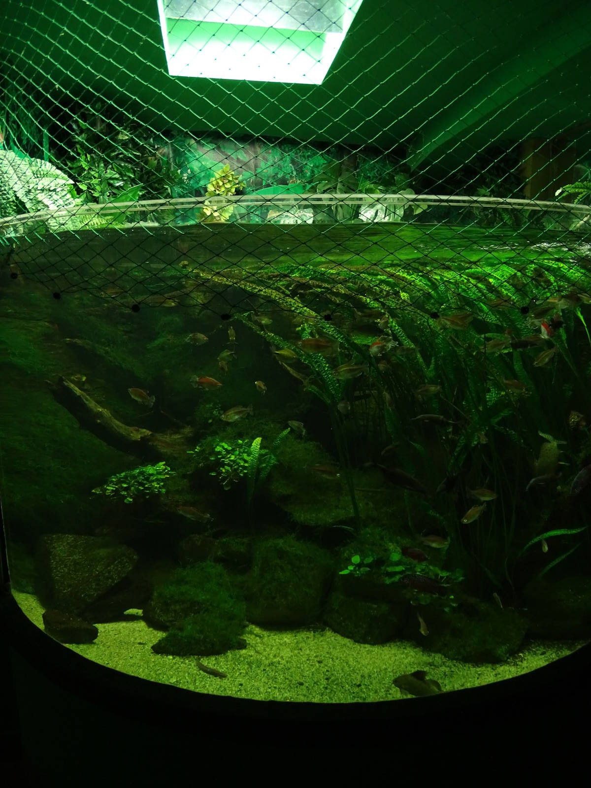 African freshwater tank