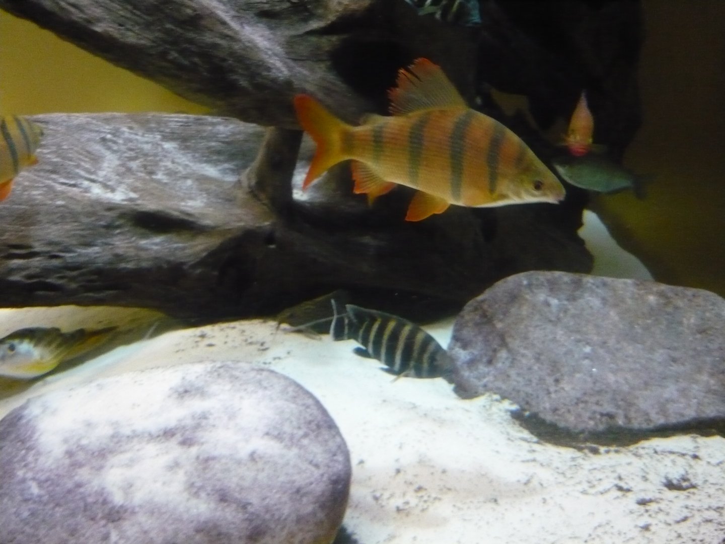 African freshwater tank