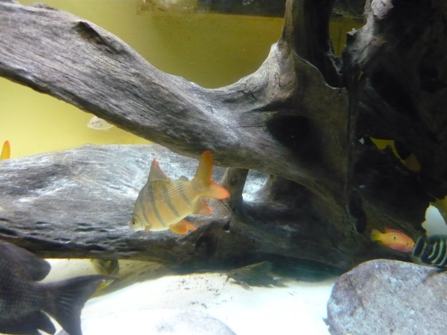 African freshwater tank