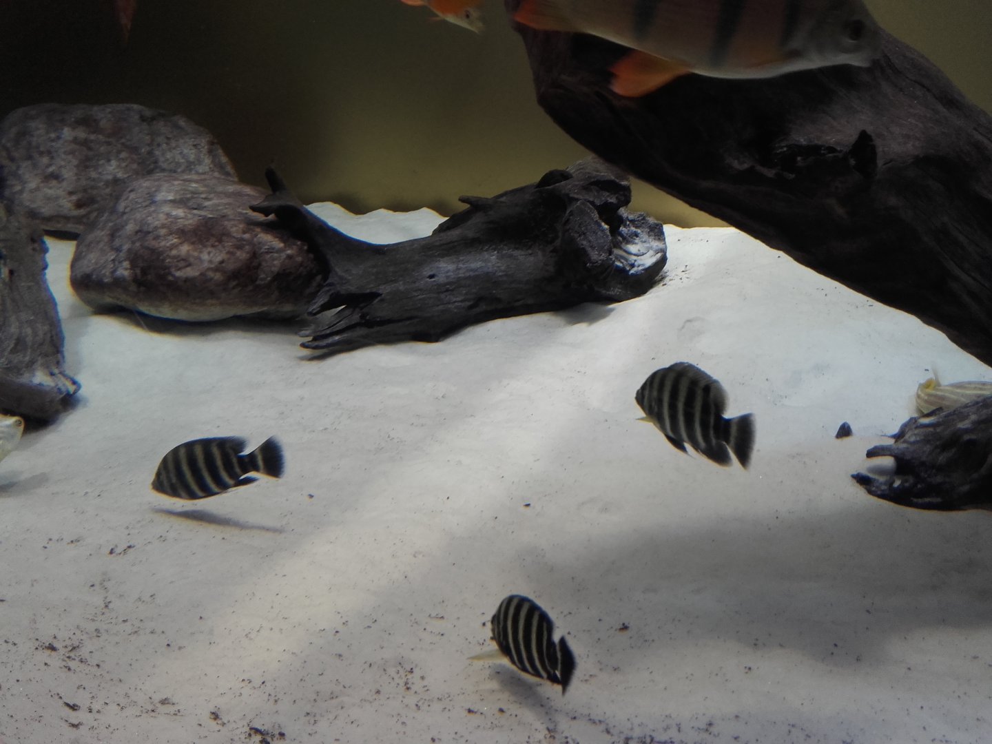 African freshwater tank