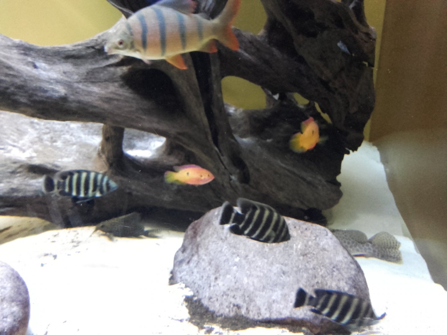 African freshwater tank