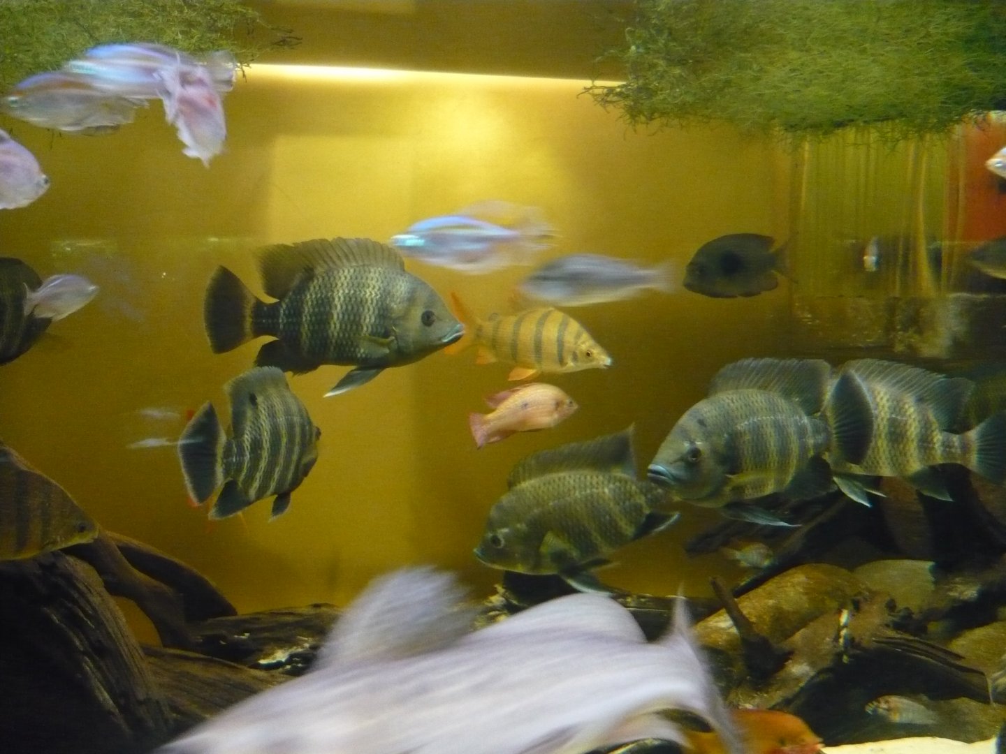 African freshwater tank