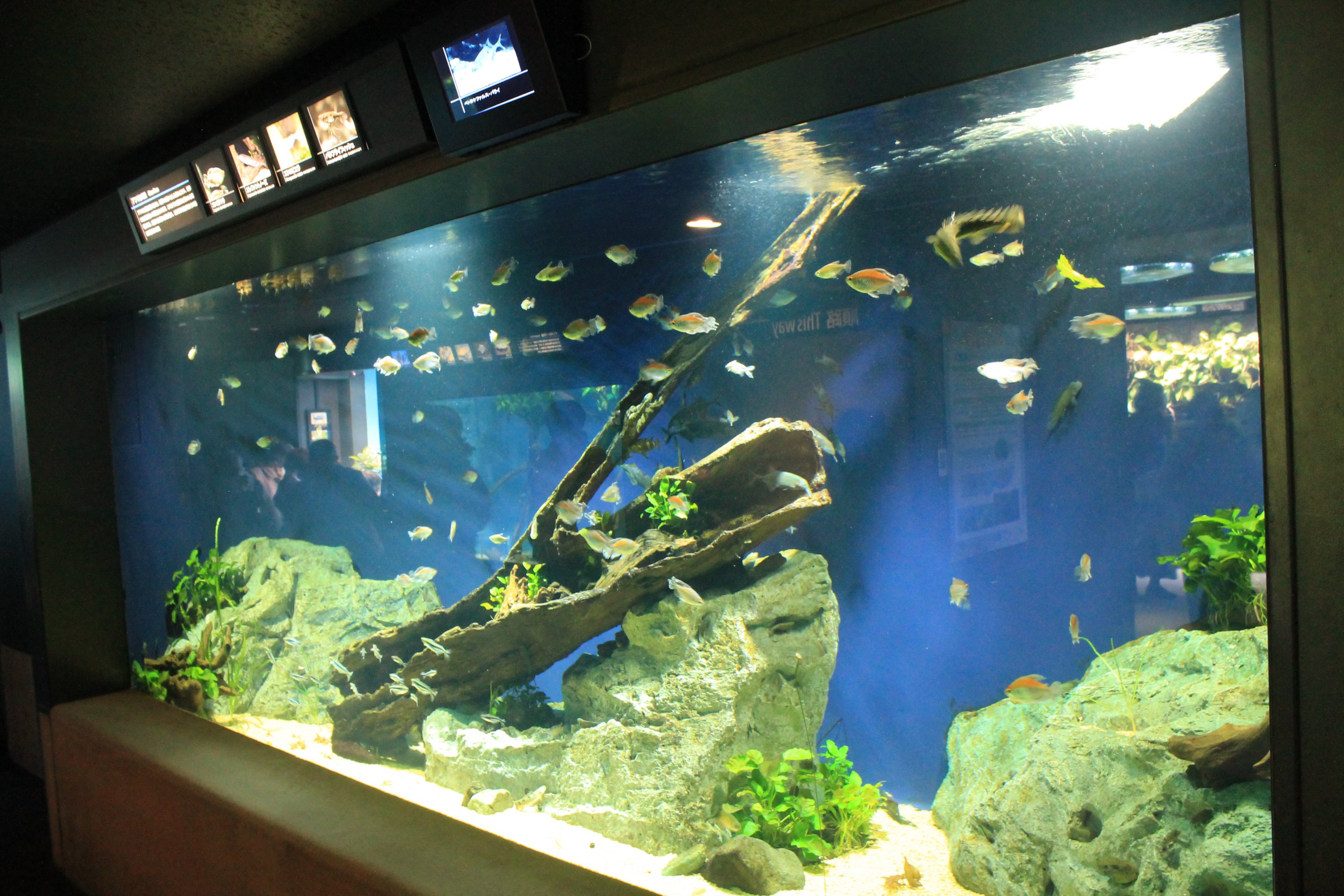 African freshwater tank