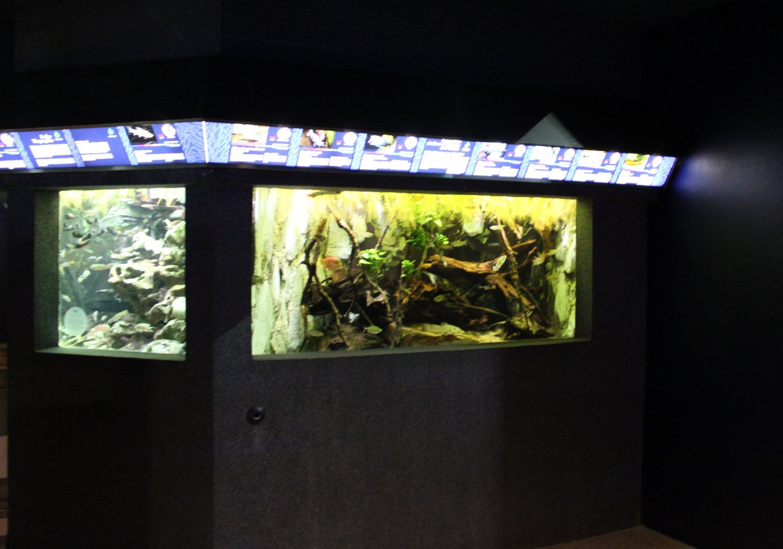 African freshwater tanks