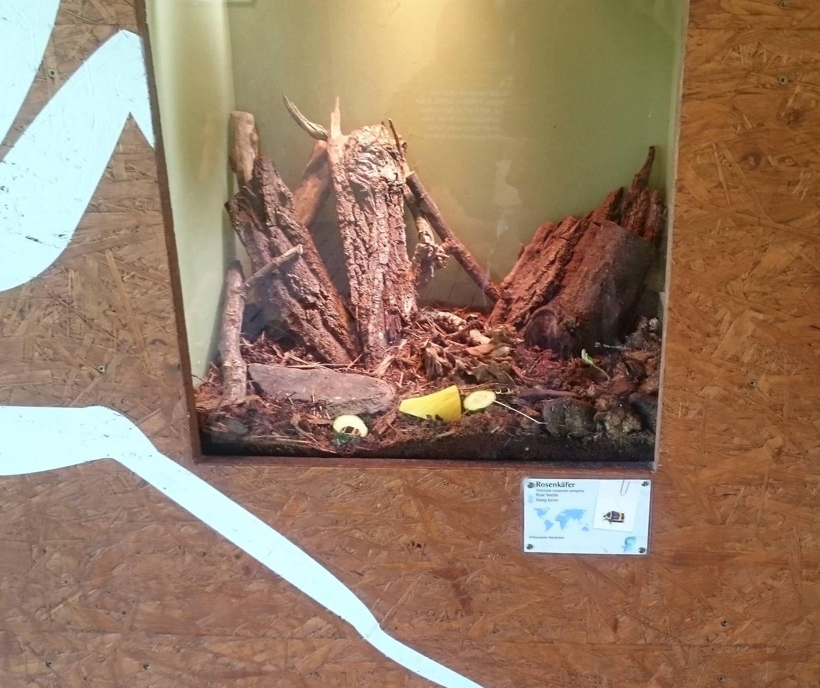 African fruit beetle enclosure