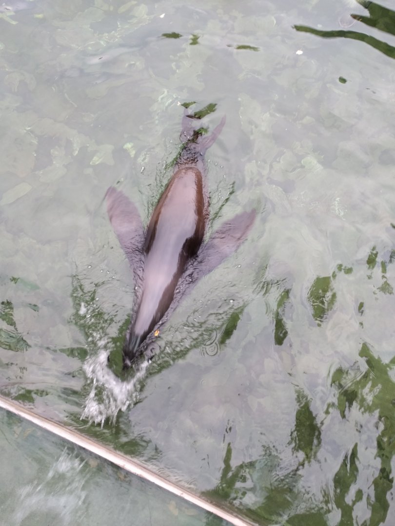 African Fur Seal Zoo Praha 2018