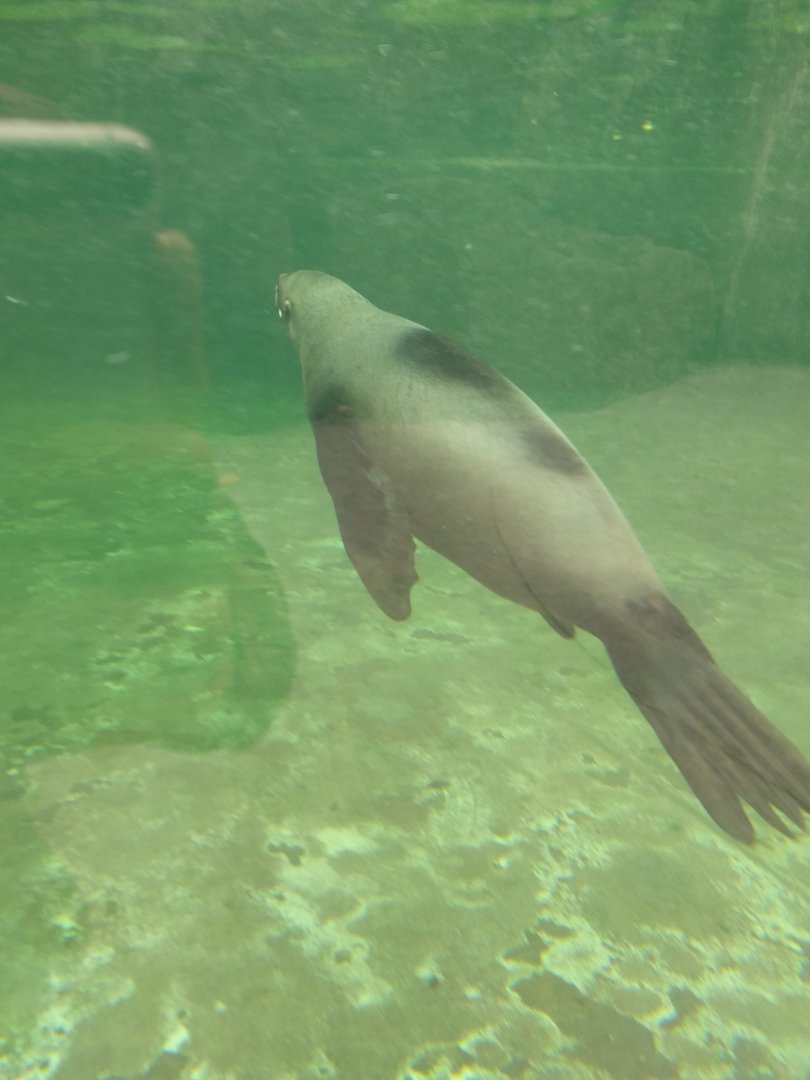 African Fur Seal Zoo Praha 2018