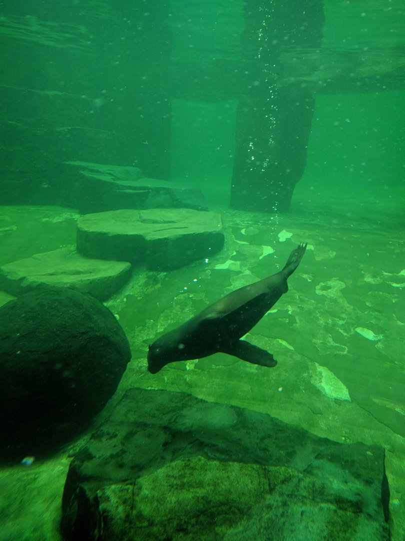African Fur Seal Zoo Praha 2018