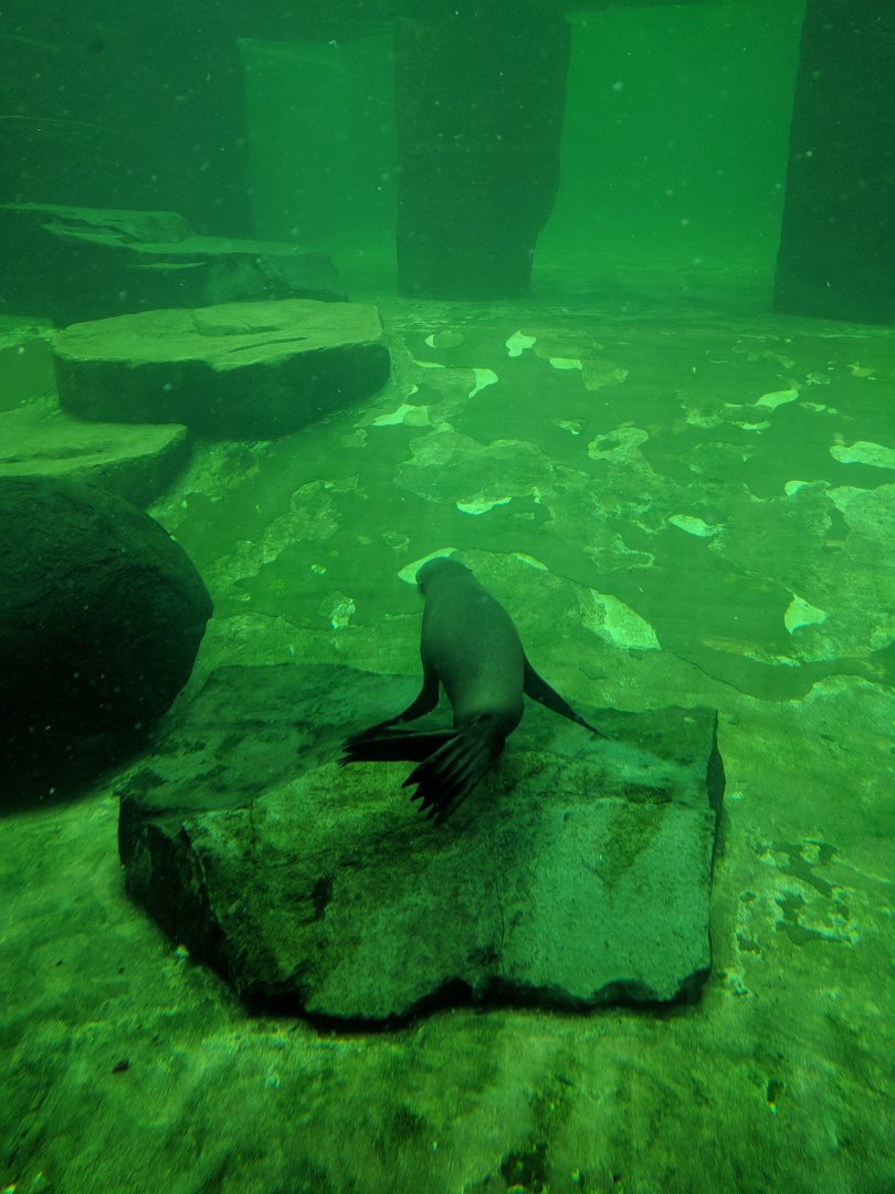 African Fur Seal Zoo Praha 2018