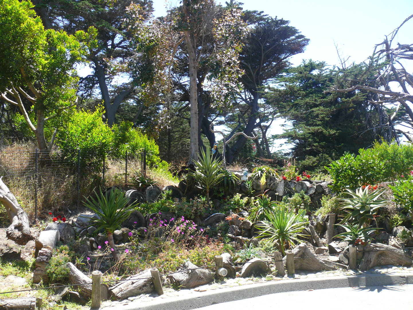 African Fymbos Garden - July 8th 2023