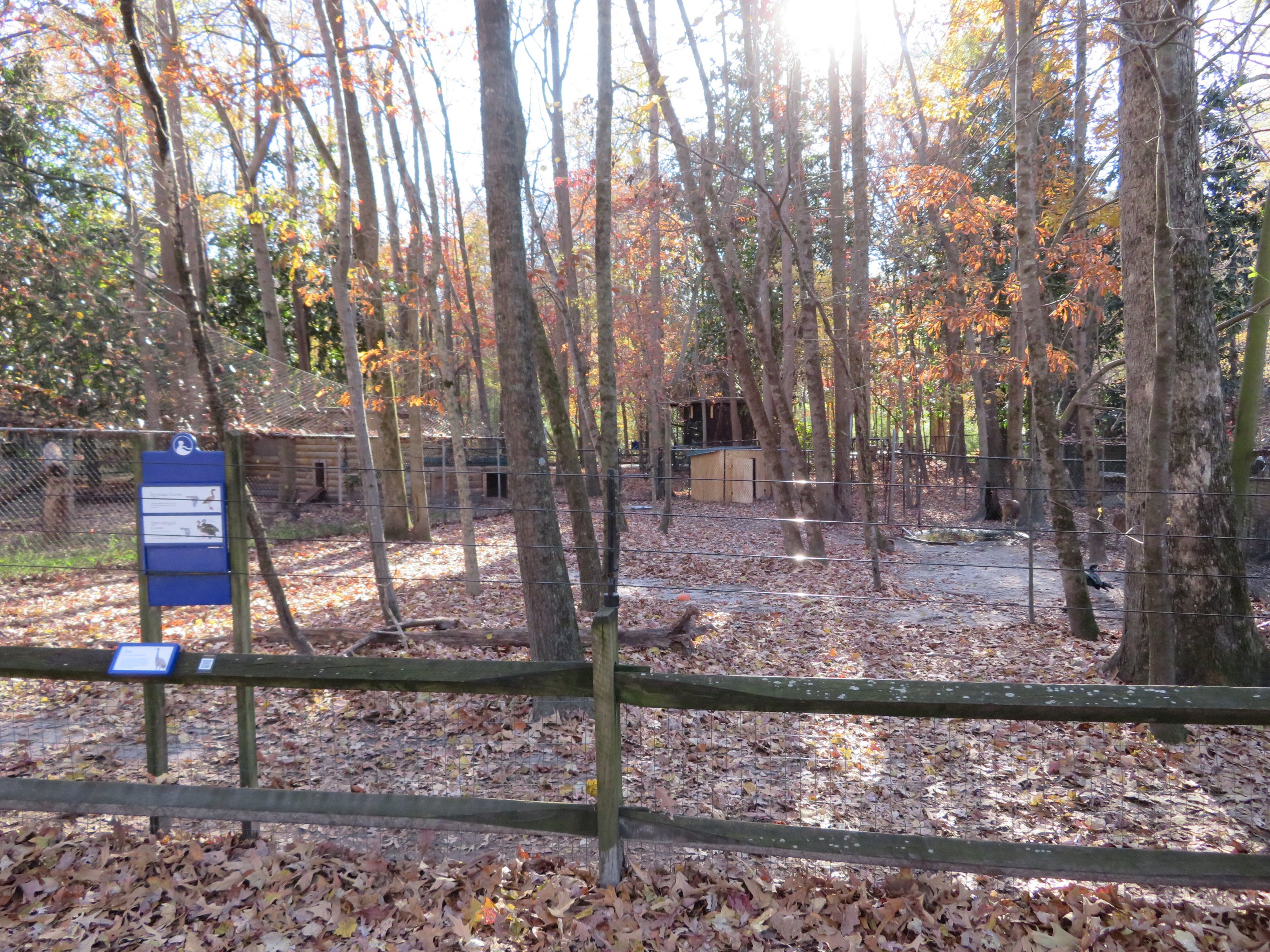 African Geese/Emu Yard