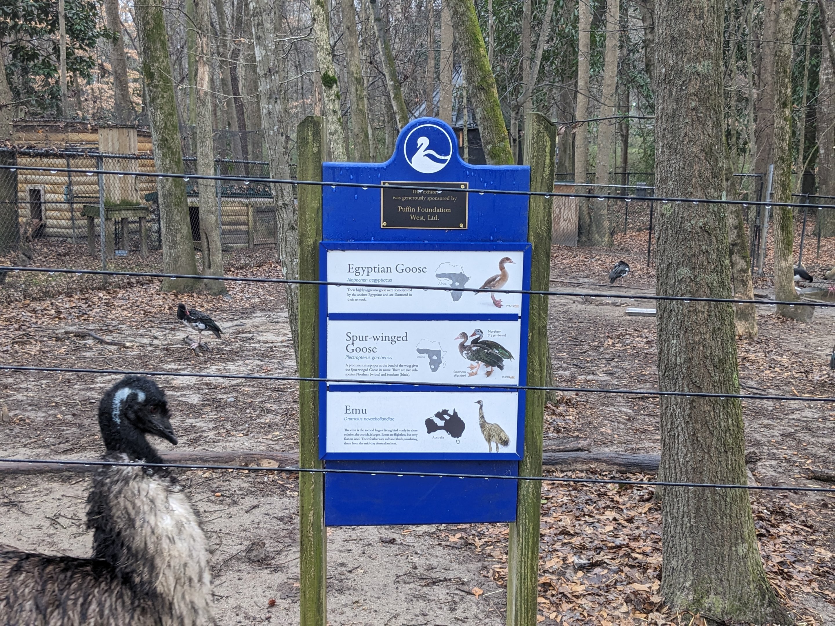 African Geese yard sign and emu