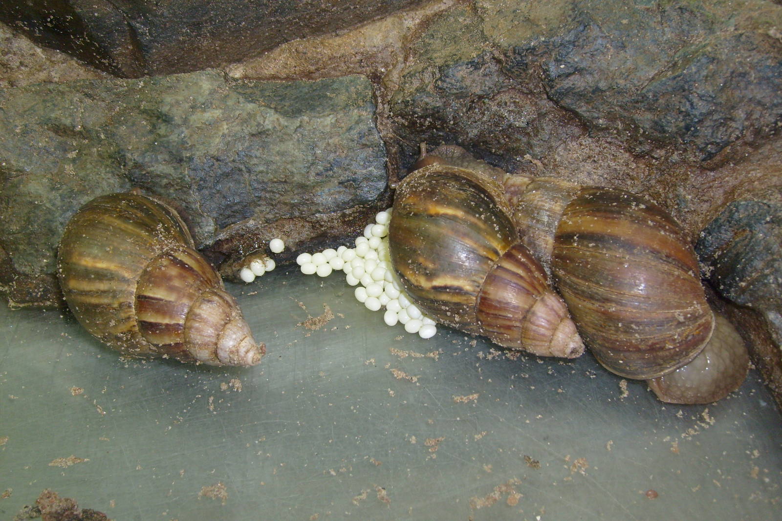 African giant land snail/Achatina fulica