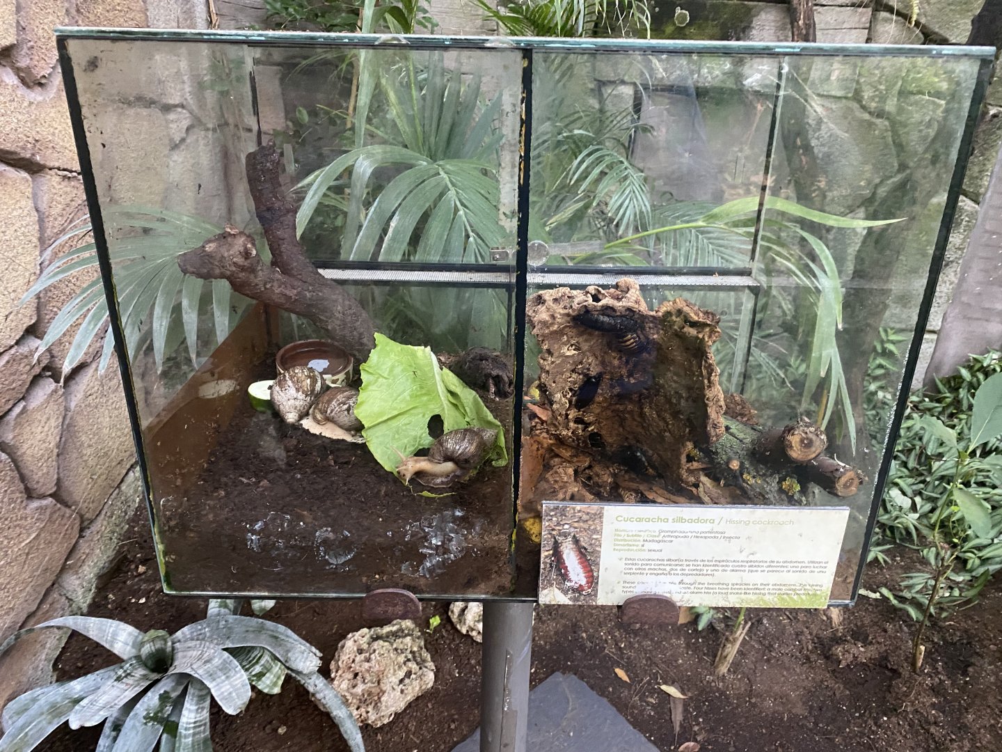 African giant land snail and Madagascan hissing cockroach exhibits