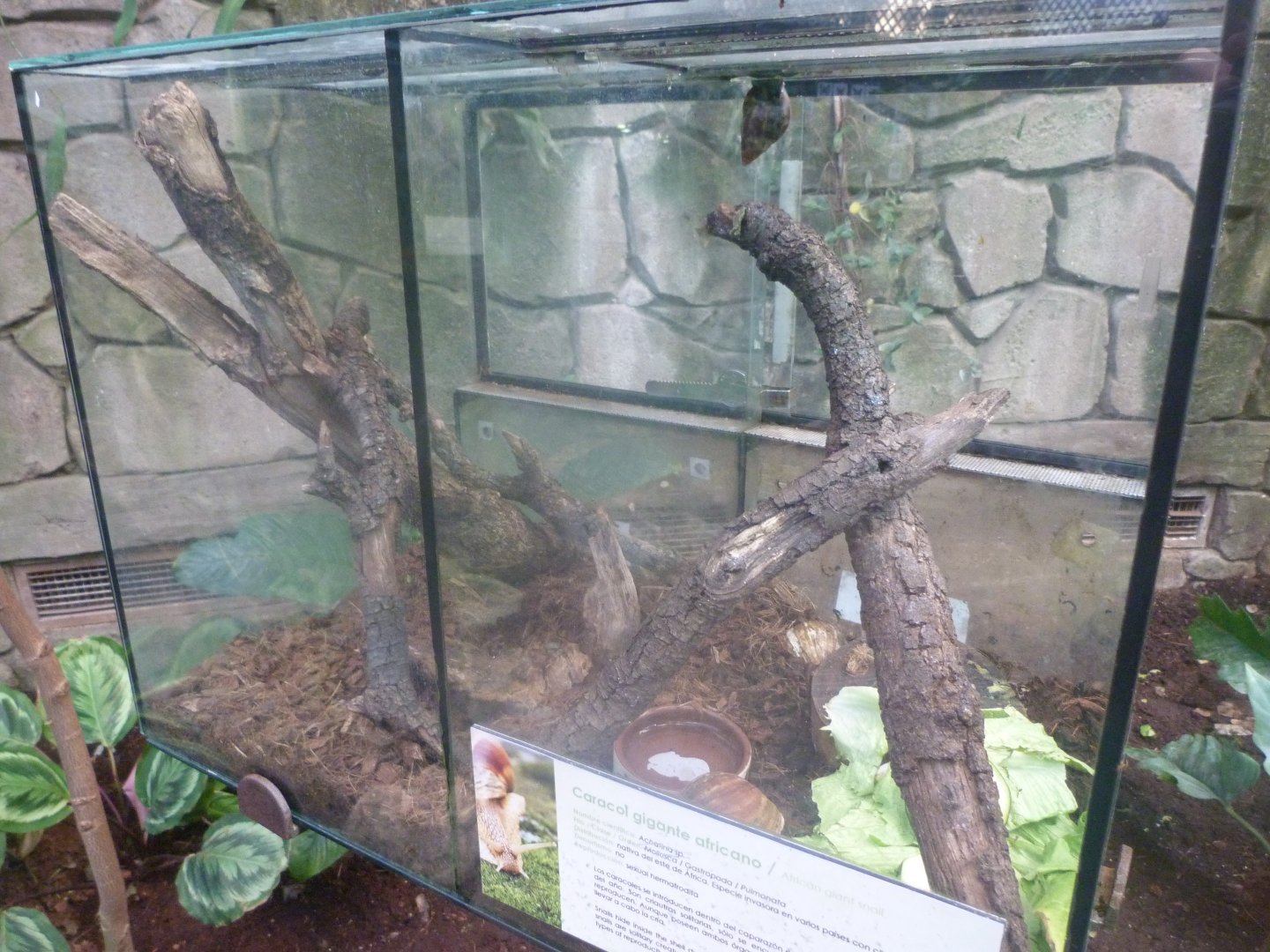 African giant land snail exhibit -Faunia (2025)