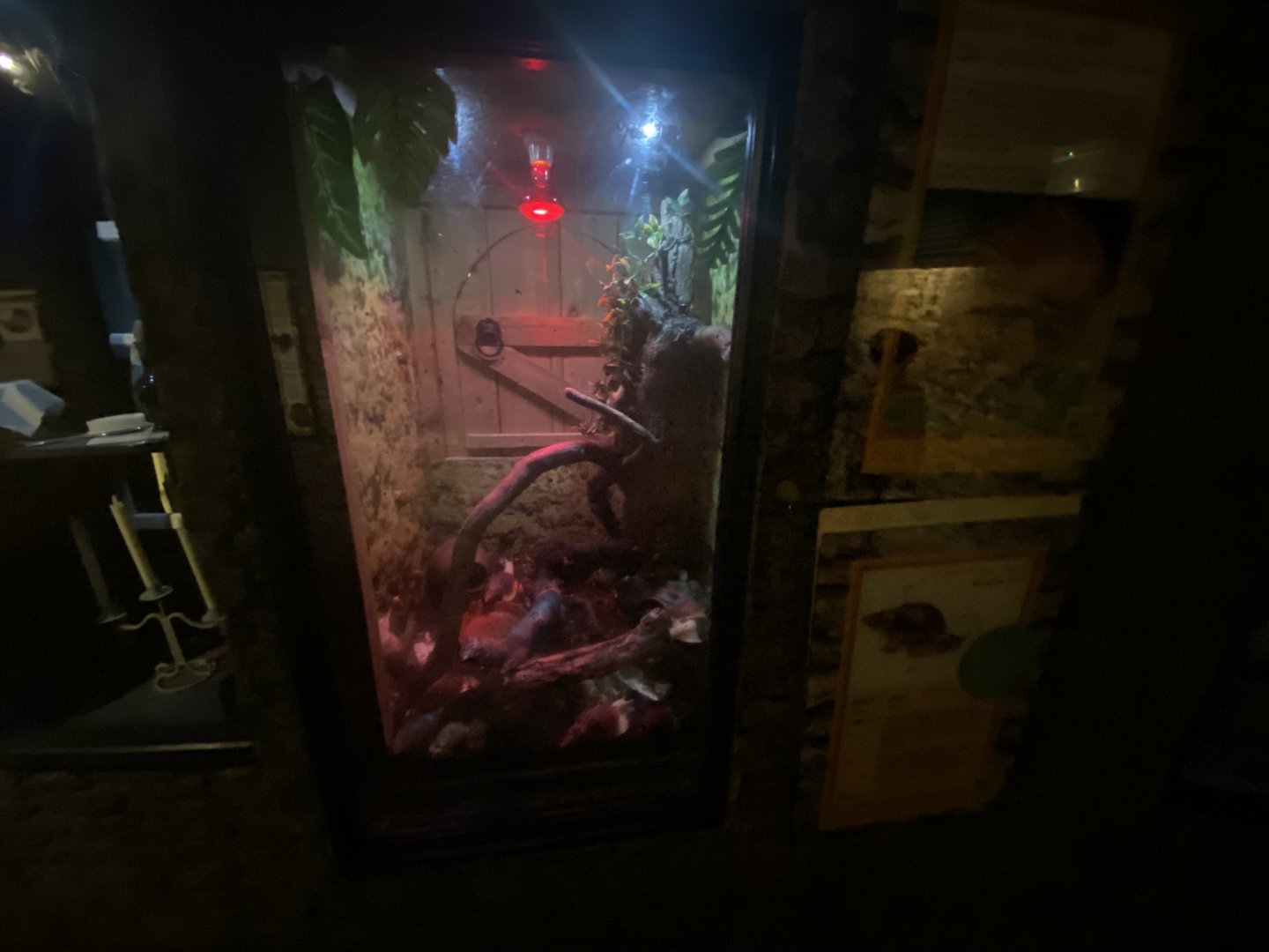 African giant land snail exhibit