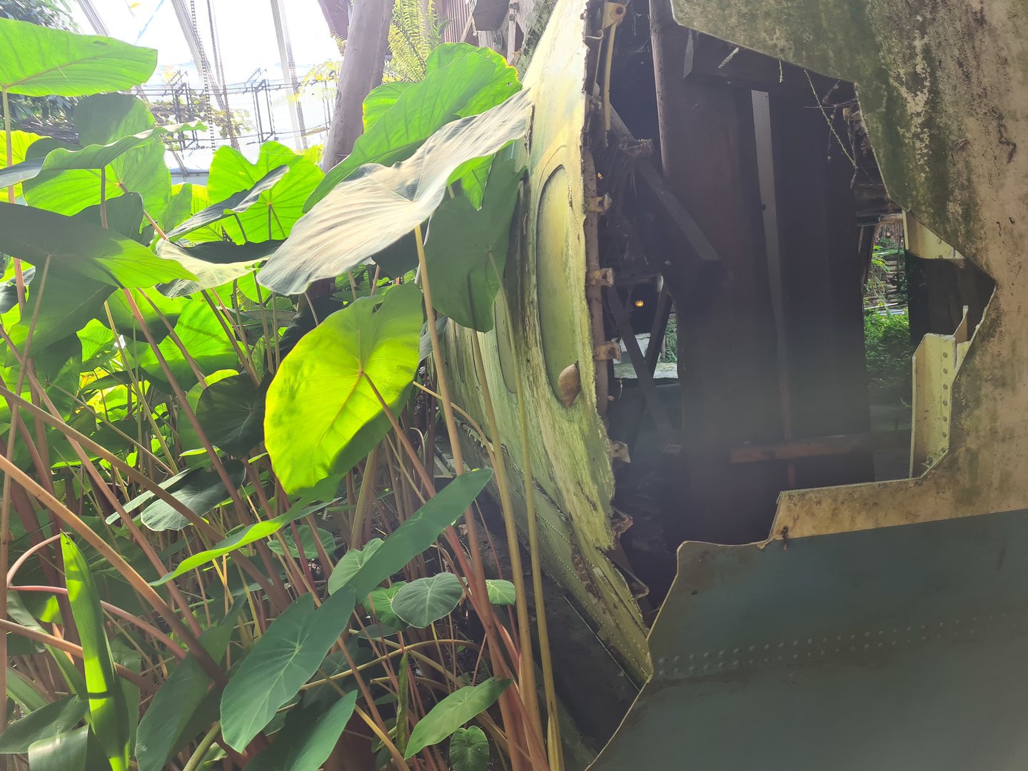 African giant land snail from Rimbula river boat ride