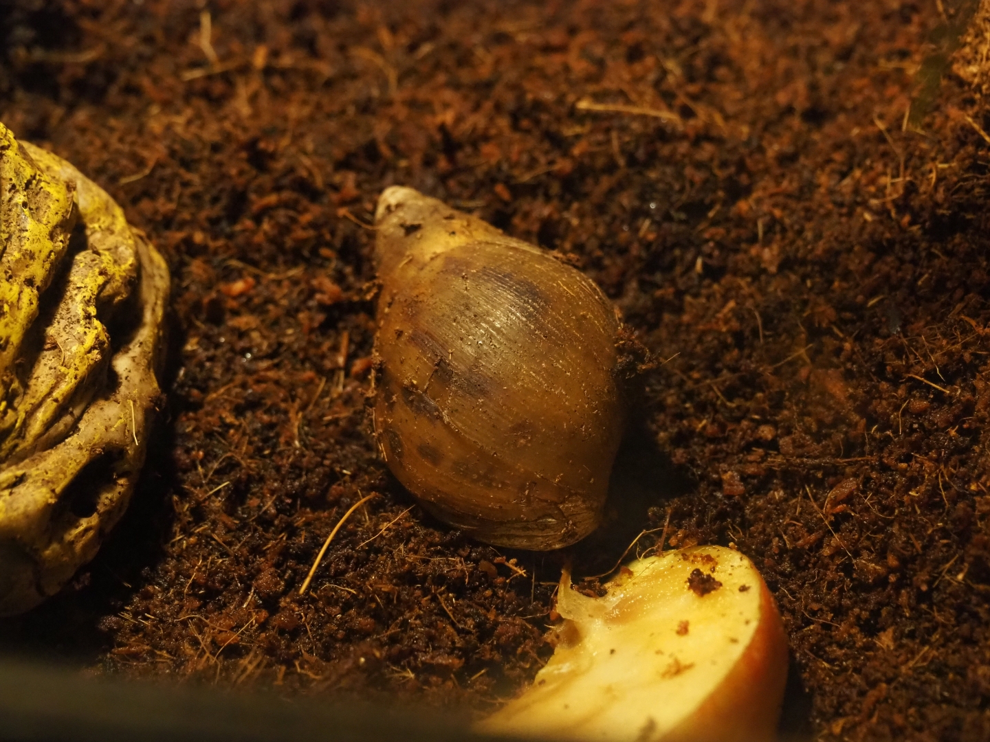 African giant land snail (Lissachatina fulica)