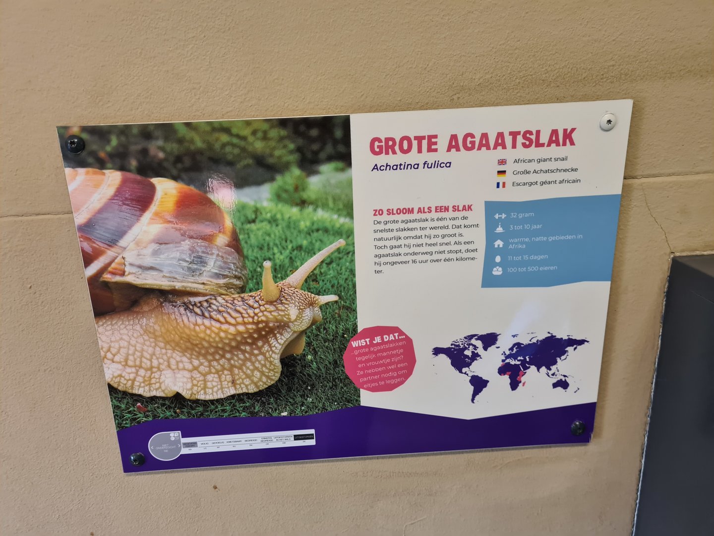 African Giant land snail signage