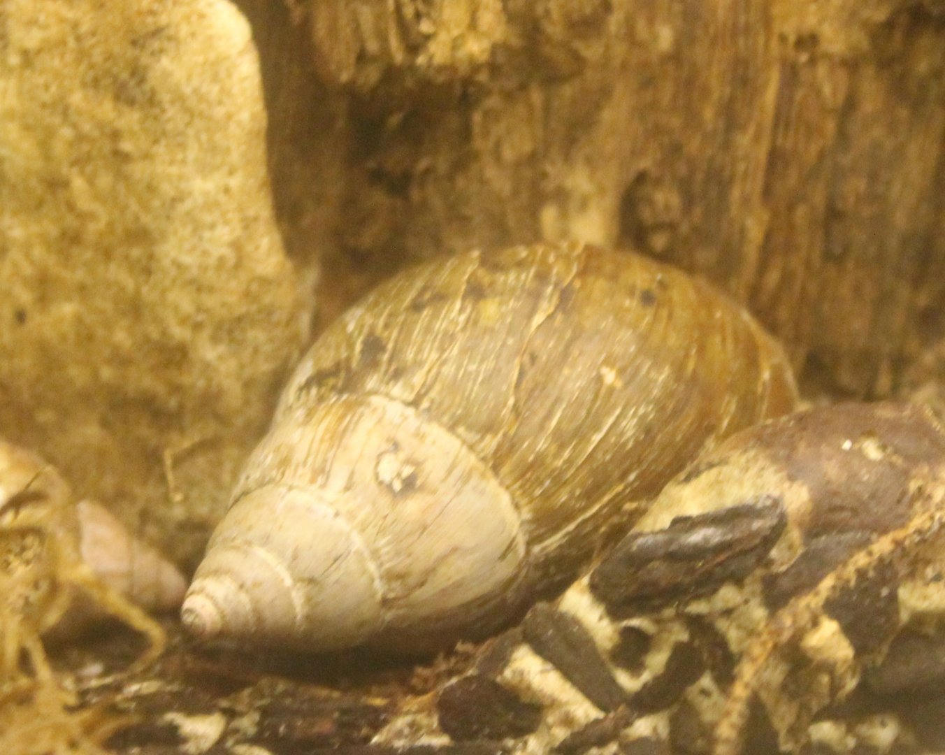 African giant land-snail