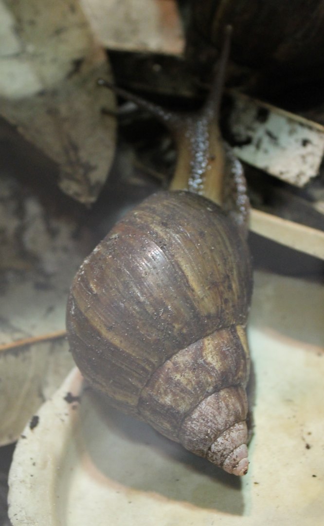 African giant land-snail