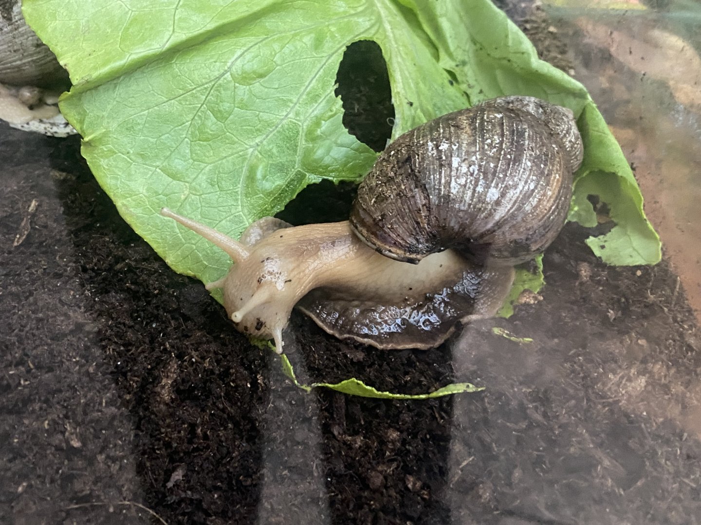 African giant land snail