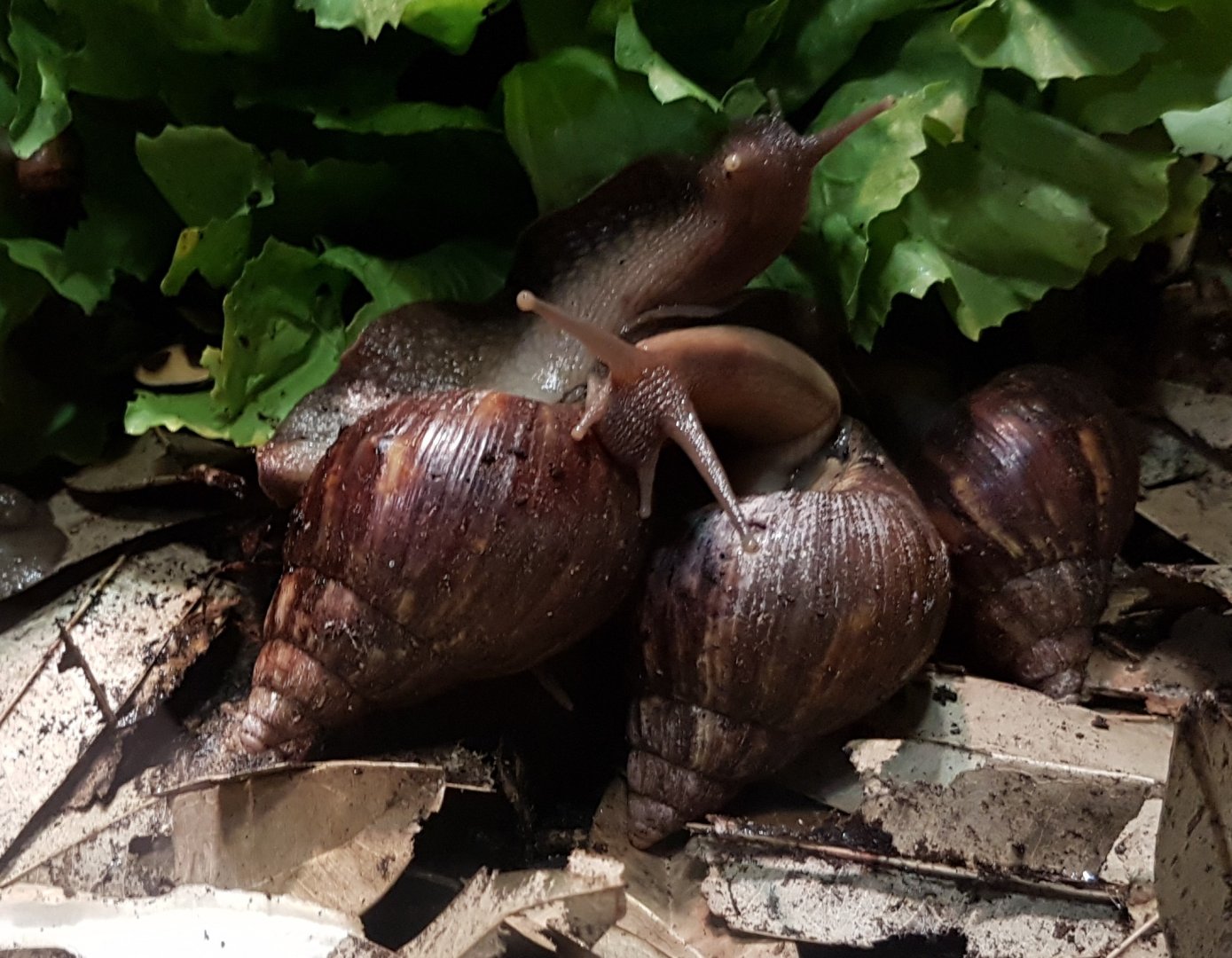 African giant land-snails