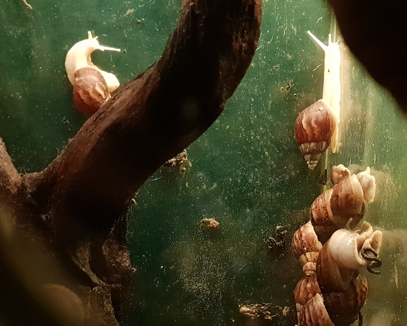 African giant land-snails