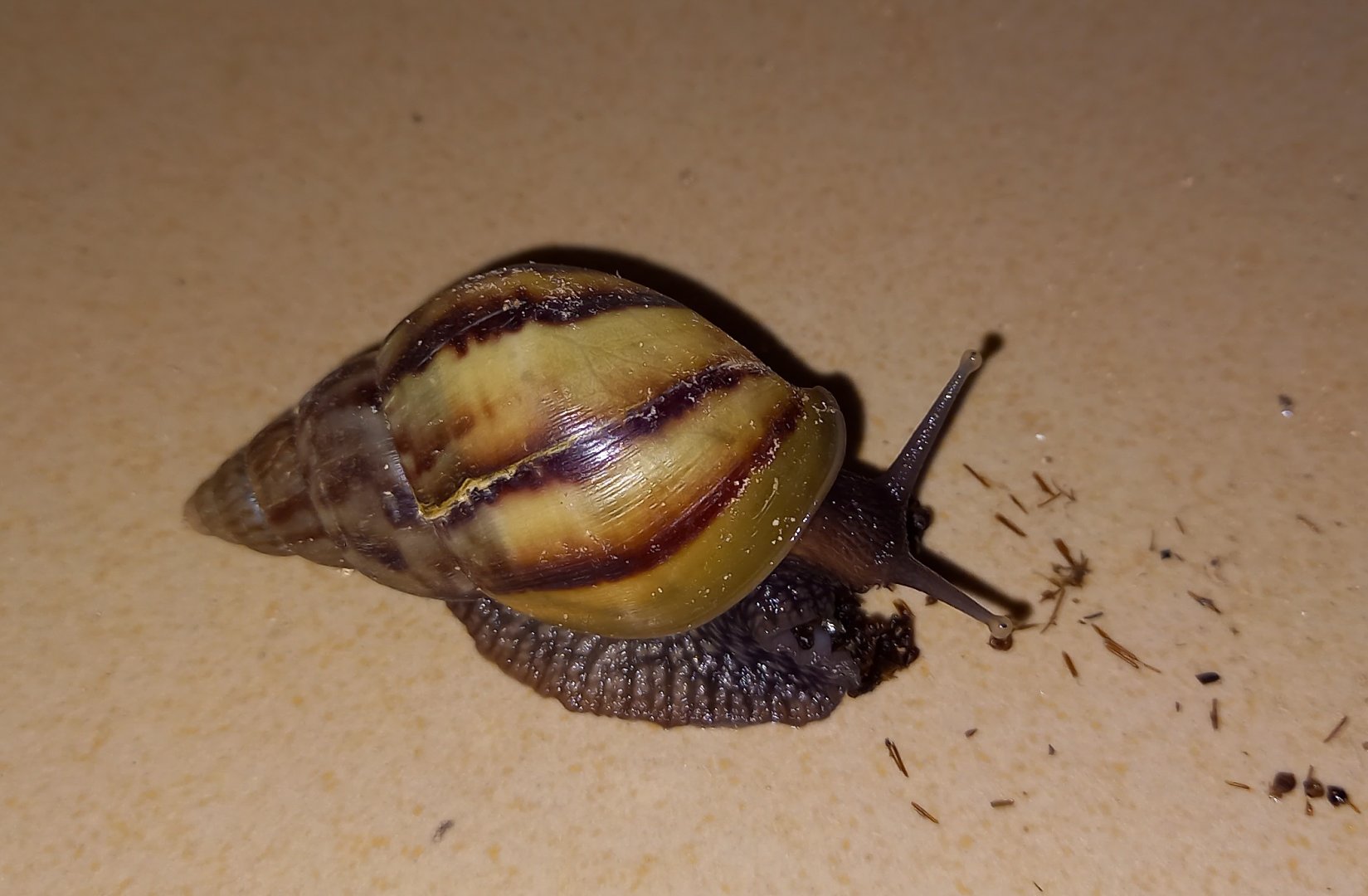 African giant landsnail