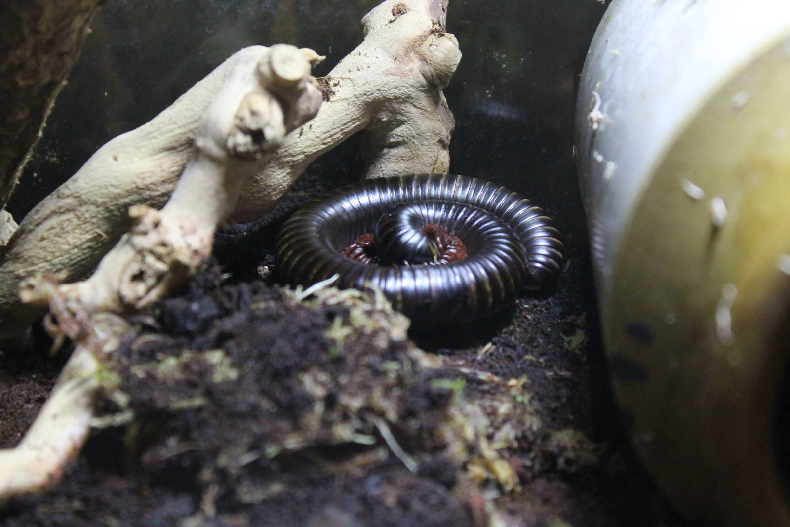 African Giant Millipede 24th June 2015