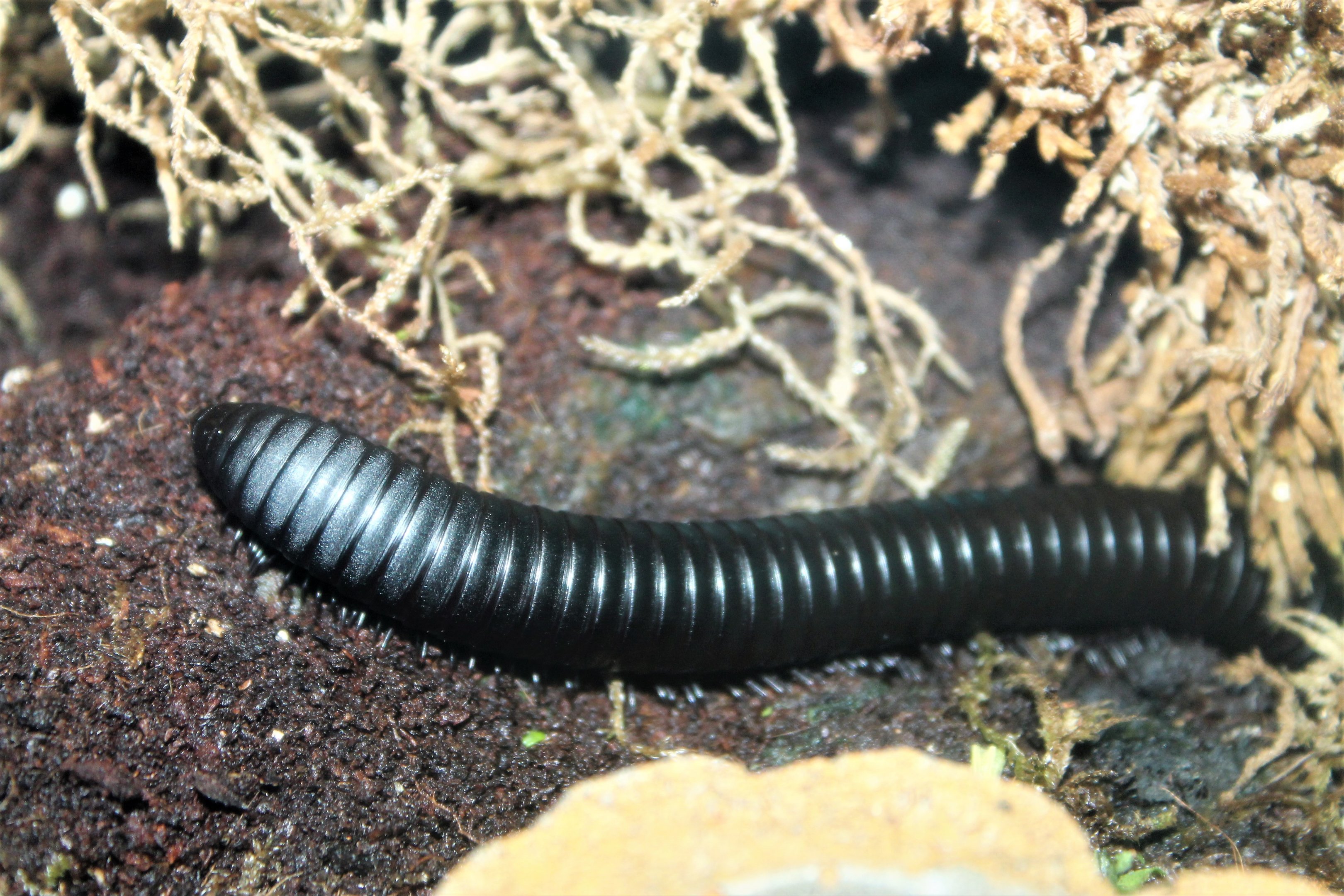 African Giant Millipede (Archispirostreptus gigas)