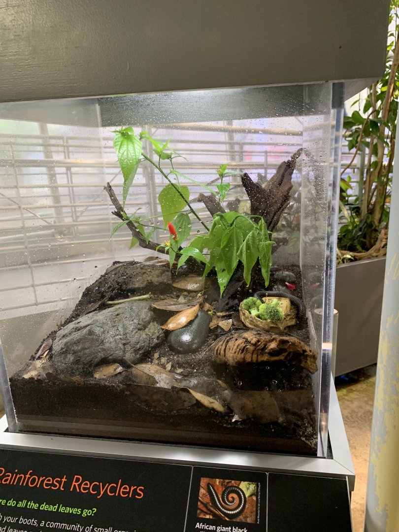 African giant millipede exhibit - Osher Rainforest