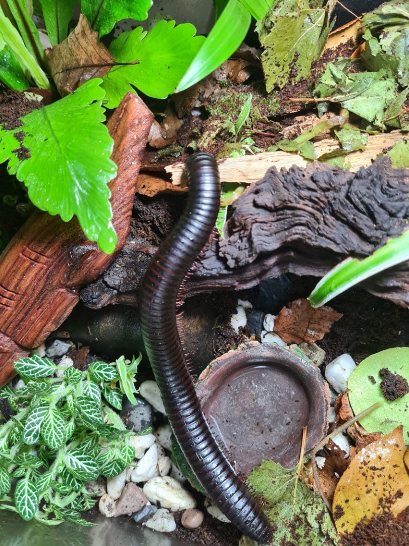 African giant millipede exploring in home terrarium