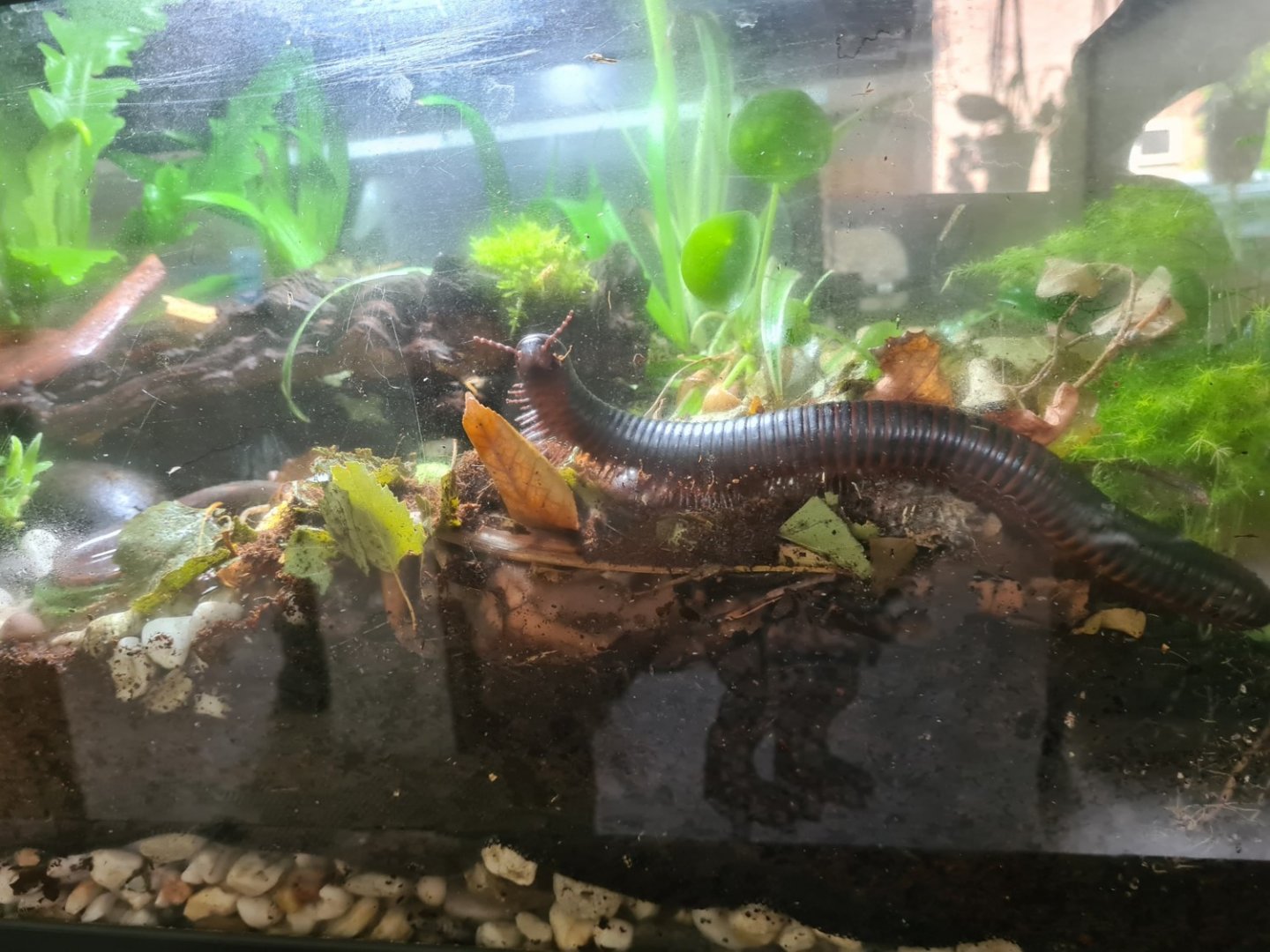 African giant millipede in home terrarium - side view