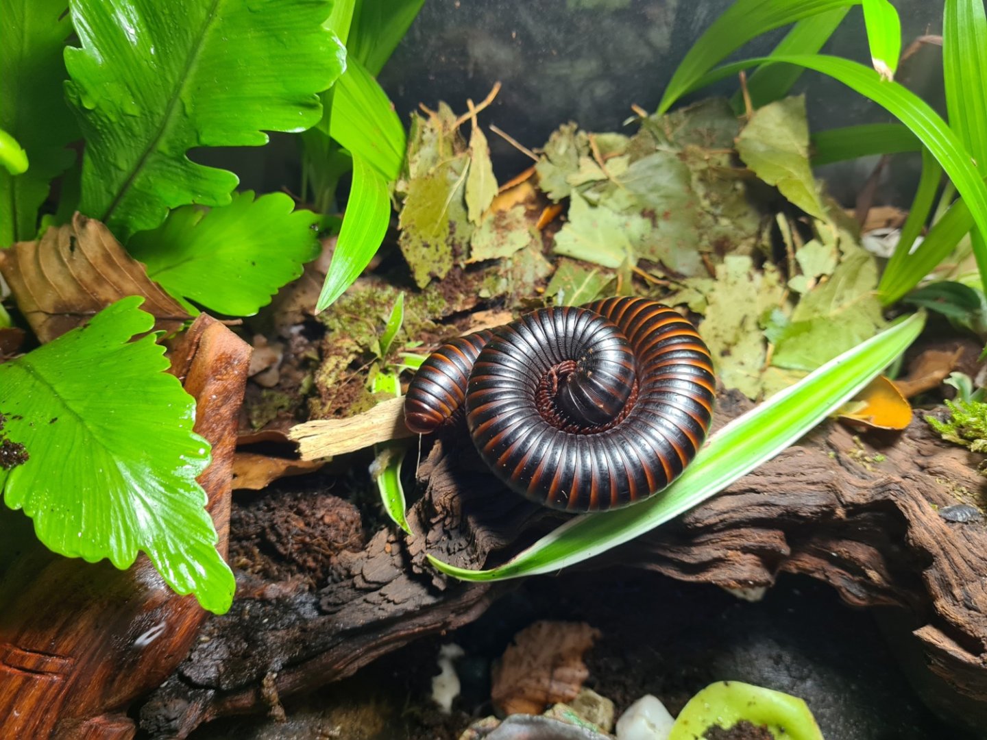 African giant millipede sleeping in home terrarium