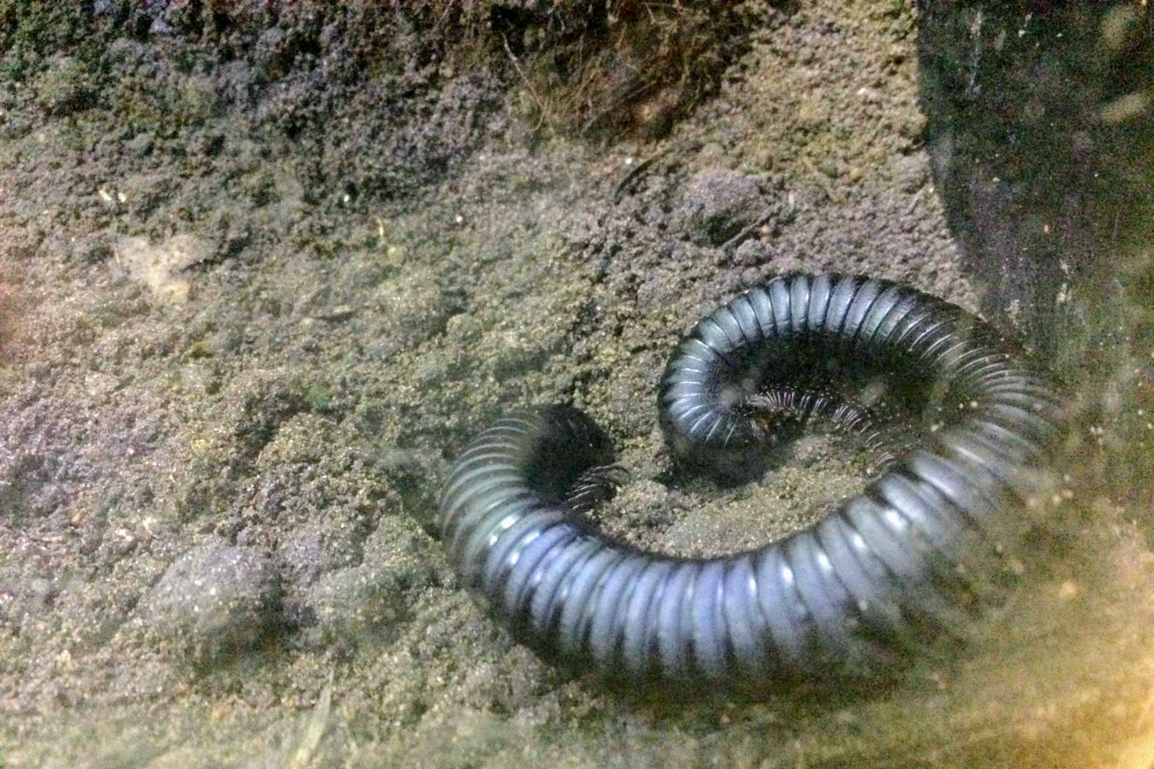 African Giant Millipede