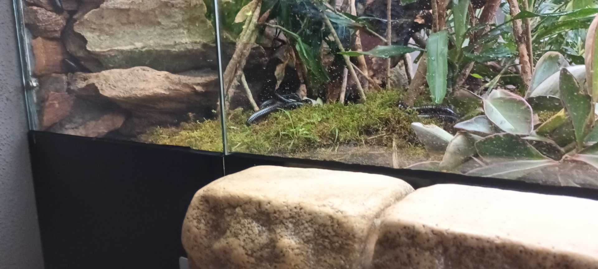 African giant Millipedes