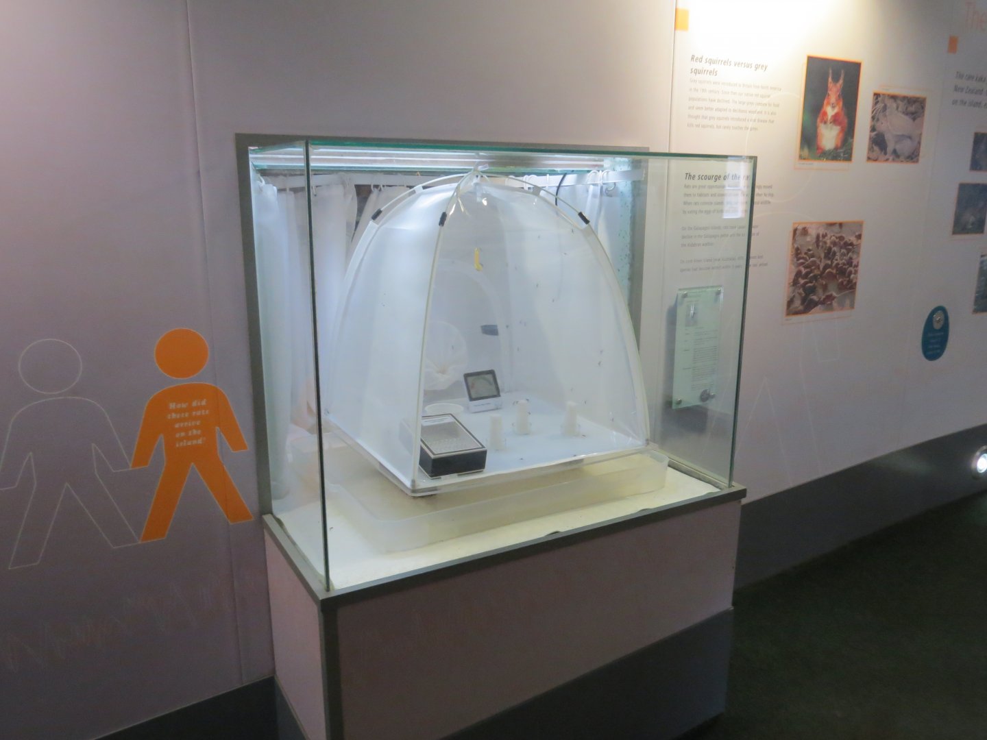 African Giant Mosquito exhibit in the BUGS